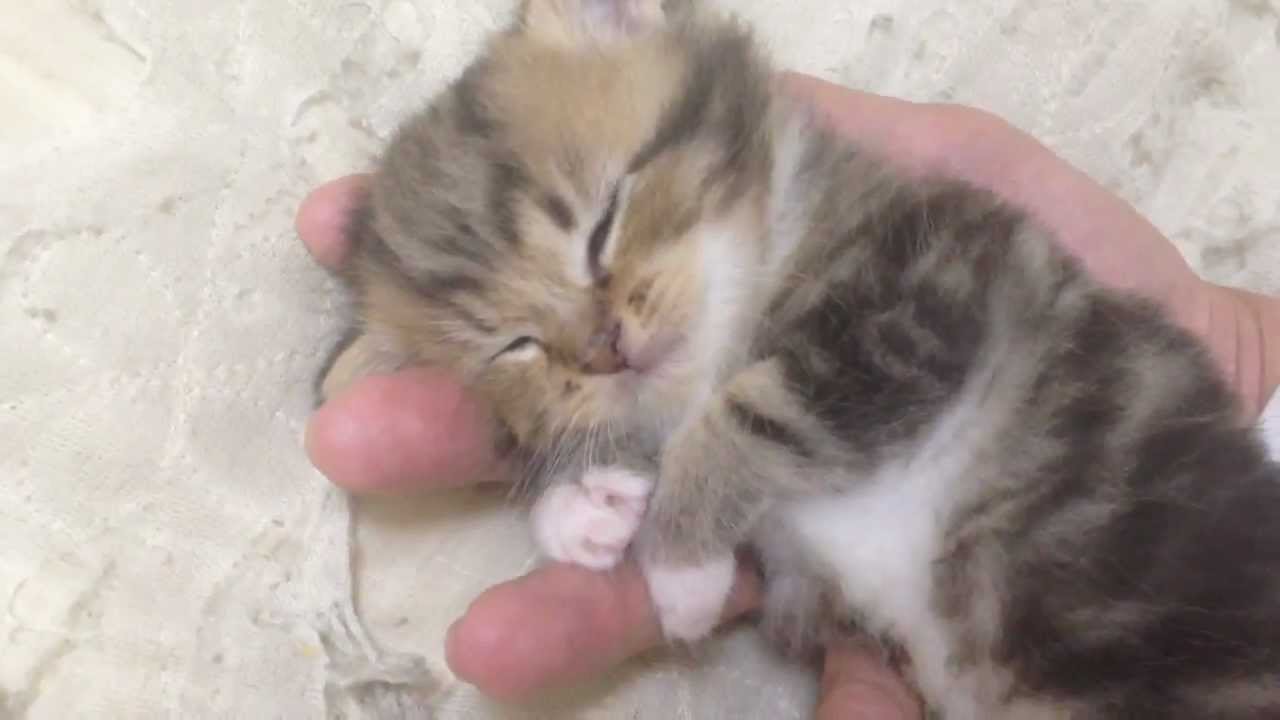 飼い主さんの手の上ですやすや寝ているネコちゃんがかわいすぎる ペットメディアlotty ロッティ