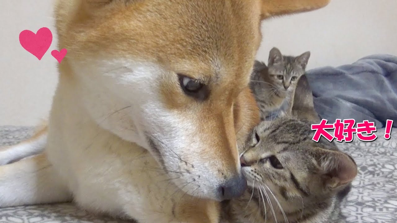 ワンちゃんにくっついて甘える子猫ちゃんにほっこり ペットメディアlotty ロッティ