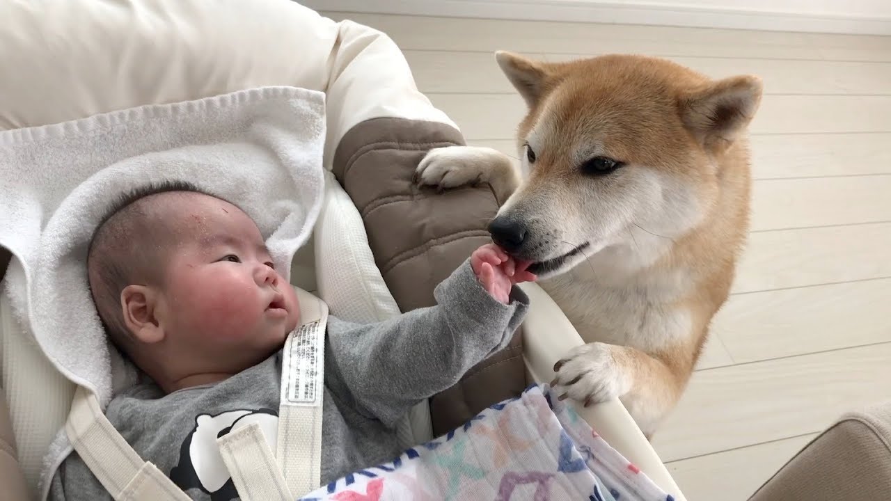 泣いてしまった赤ちゃんと泣き止ませようとするワンちゃん ペットメディアlotty ロッティ