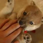 犬の癒し動画 画像 ペットメディアlotty ロッティ