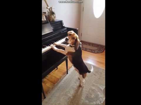 ビーグル犬のかわいいピアノ弾き語り動画 ペットメディアlotty ロッティ